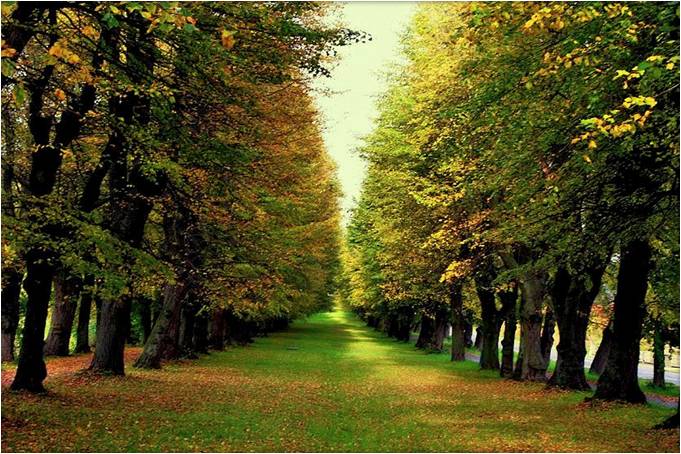 Lipy sa vysádzajú do stromoradí